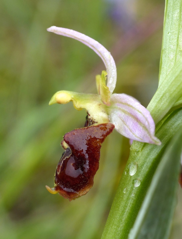 Il lago di Campotosto, orchidee, maltempo eschiarite! maggio/giugno 2023.